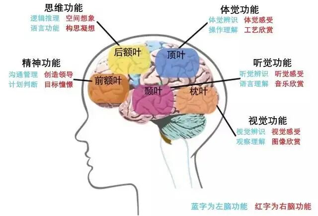 你的疼痛,藏在大脑的“地图”里——针灸如何“修改”你的疼痛GPS